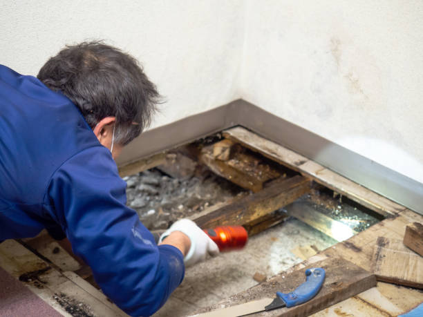 Best Best Mold Removal Companies  in Chevy Chase Village, MD