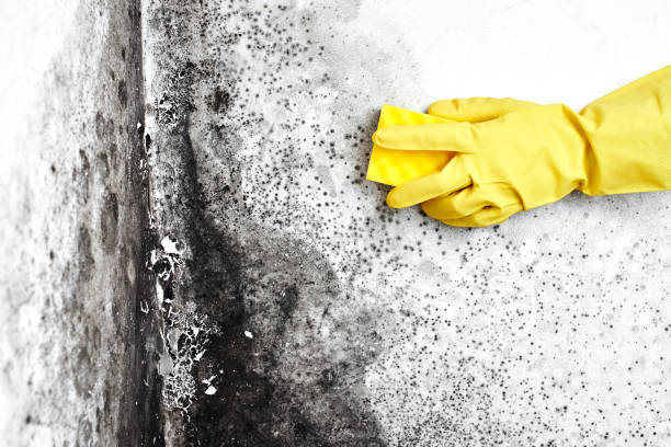 Best Emergency Mold Removal  in Chevy Chase Village, MD