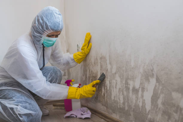Best Affordable Mold Removal  in Chevy Chase Village, MD