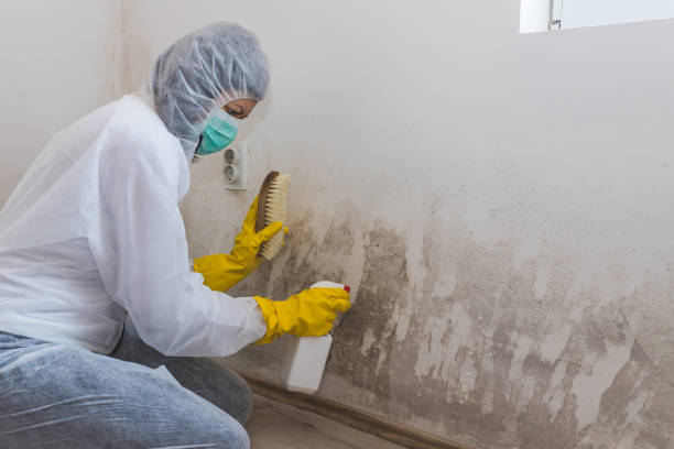 Best Fast Mold Removal  in Chevy Chase Village, MD
