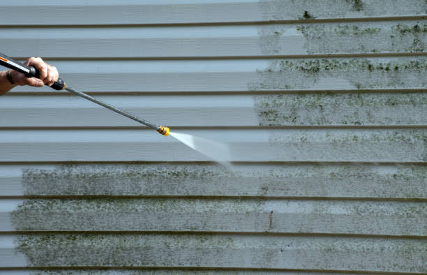 Best Professional Mold Removal  in Chevy Chase Village, MD