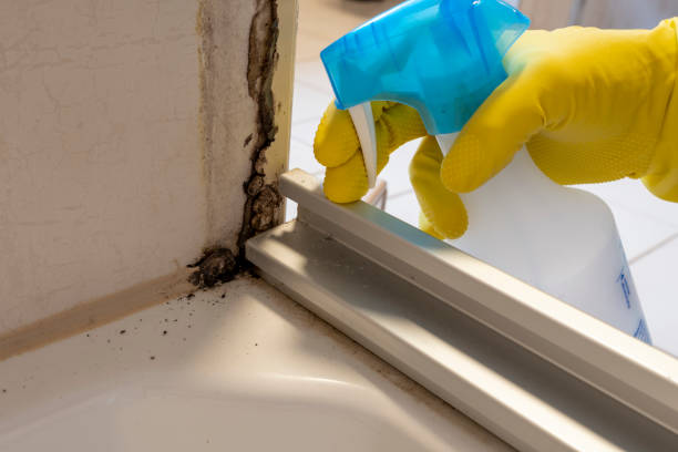 Best Mold Testing  in Chevy Chase Village, MD