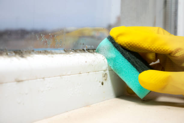 Best Mold Cleaning Services  in Chevy Chase Village, MD