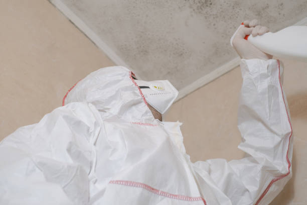 Best Home Mold Removal  in Chevy Chase Village, MD