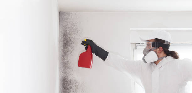 Best Office Mold Removal Services  in Chevy Chase Village, MD