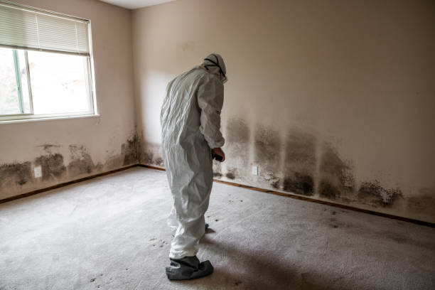 Best Affordable Mold Removal  in Chevy Chase Village, MD