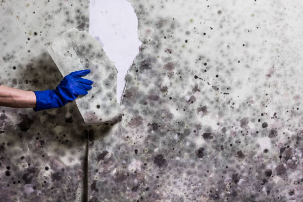 Chevy Chase Village, MD Mold Removal Company