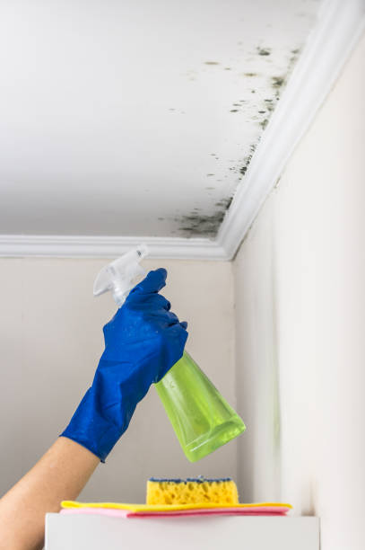 Mold Testing and Removal in Chevy Chase Village, MD
