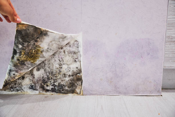 Best Toxic Mold Removal  in Chevy Chase Village, MD